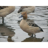 Blonde Fulvous Whistling Ducks